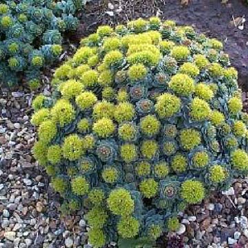  Rhodiola Extract ( Rhodiola Extract)