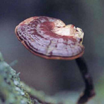  Reishi Mushroom Extract