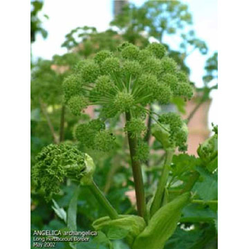  Angelica Extract (Angelica Extrait)