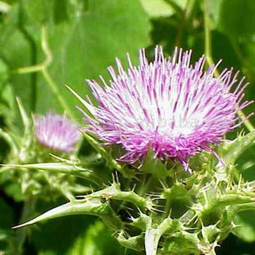  Milk Thistle Extract ( Milk Thistle Extract)