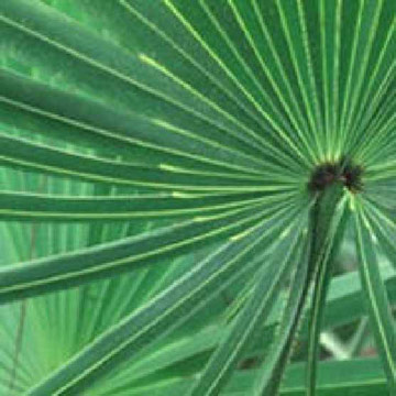 Saw Palmetto Extrakt (Saw Palmetto Extrakt)