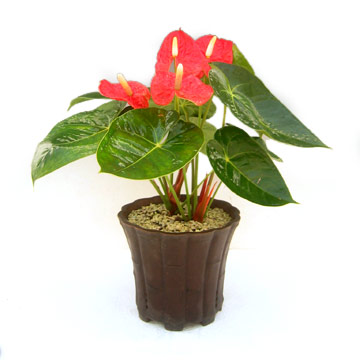 Anthurium Ricardo (Антуриум Рикардо)