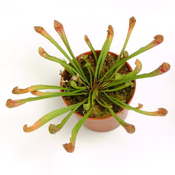 Sarracenia `Scarlet Belle` (Sarracenia `Scarlet Belle`)