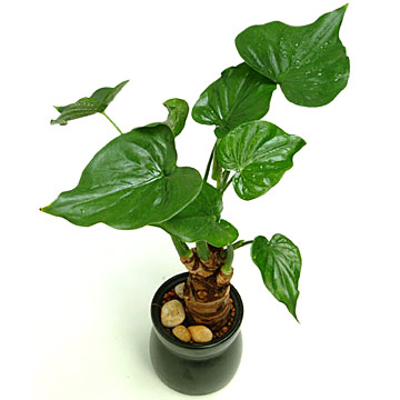  Alocasia Cucullata (Alocasia Cucullata)