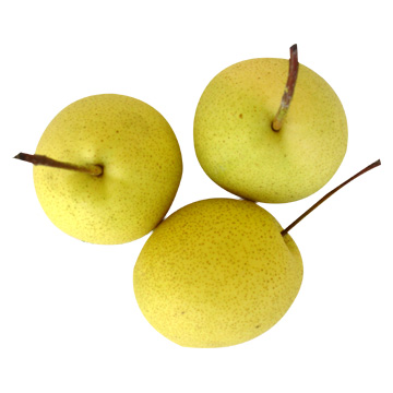  Shandong Pears (Shandong Poires)
