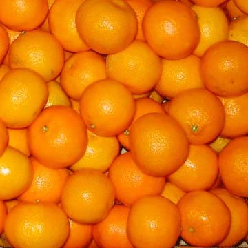  Fresh Mandarin Orange (Lokam) ( Fresh Mandarin Orange (Lokam))