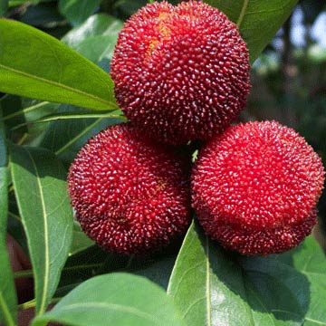 Fresh Arbutus (Fresh Arbutus)