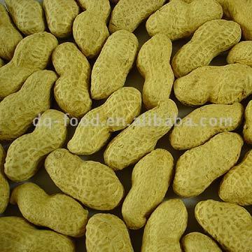 Rohe Erdnüsse in der Schale (Hai Hua) (Rohe Erdnüsse in der Schale (Hai Hua))