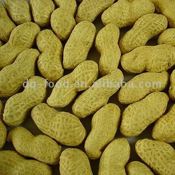  Raw Peanuts in Shell (Hai Hua) ( Raw Peanuts in Shell (Hai Hua))