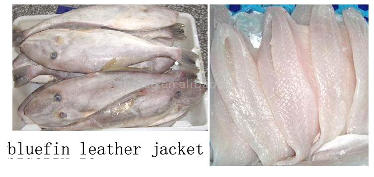 Bluefin Leather Jacket Fillet leather jacket fish. Bluefin Leather Jacket Fillet