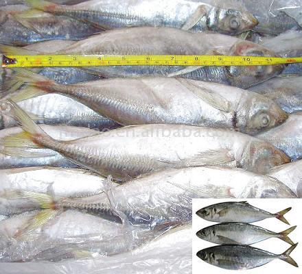  Horse Mackerel (Chinchard)