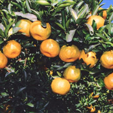  Mandarin Oranges (Mandarinen)