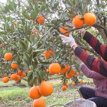 Navel Orangen (Navel Orangen)