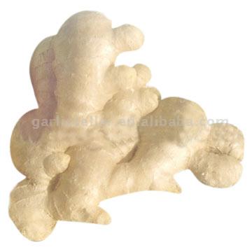  Fresh Ginger (Frischer Ingwer)