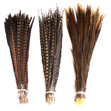  Pheasant Feather ( Pheasant Feather)