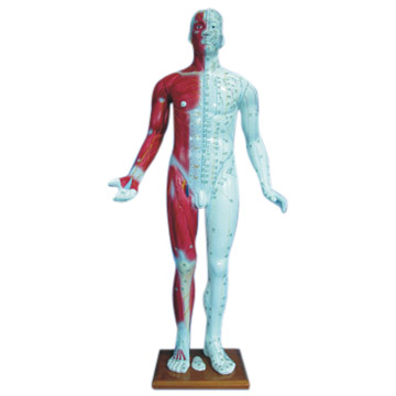  Human Body Model (Modèle du corps humain)