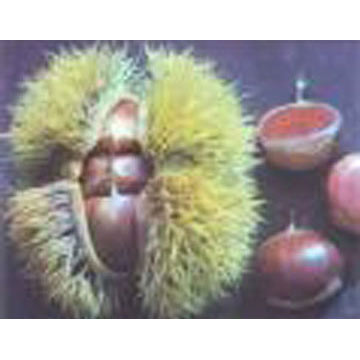  Chestnuts