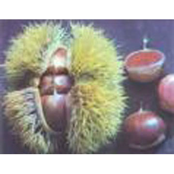  Chestnuts (Châtaignes et marrons)