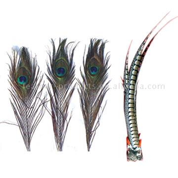  Raw Feathers (Сырье и перья)
