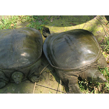  Soft-Shelled Turtles (Tortues à carapace molle)