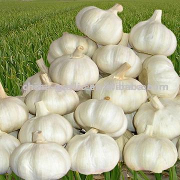 China Garlic (La Chine à l`ail)