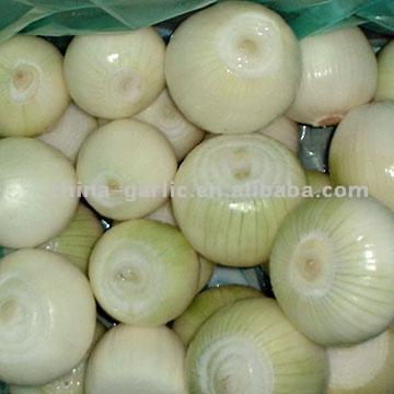 Fresh Onions (Oignons frais)