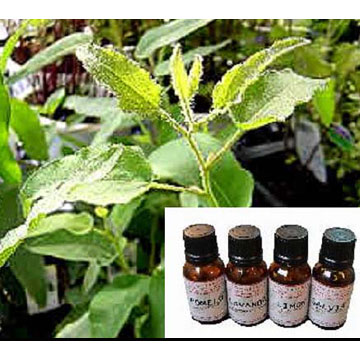  Eucalyptus Oil (Eukalyptusöl)