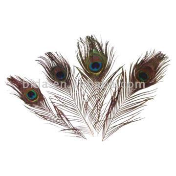  Peacock Feather (B601)