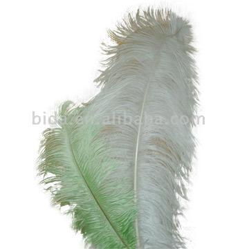  Ostrich Feather