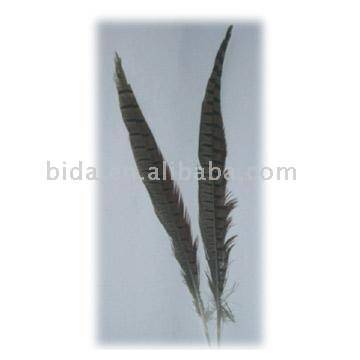  Pheasant Feather ( Pheasant Feather)