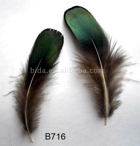  Feather Raw Materials