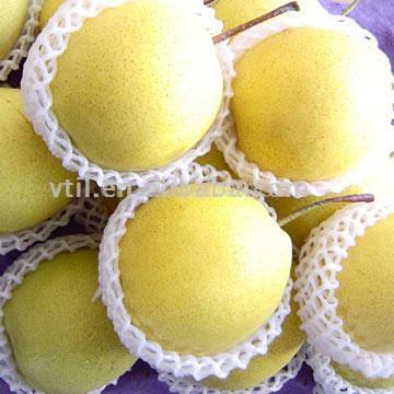  Shandong Pear ( Shandong Pear)