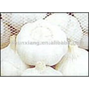  Selected Pure White/ General White Garlics ( Selected Pure White/ General White Garlics)
