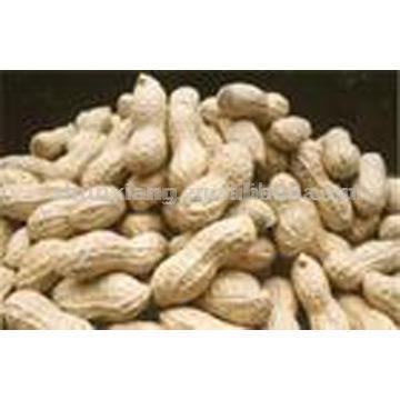  Roasted Peanuts in Shell (Arachides rôties à Shell)