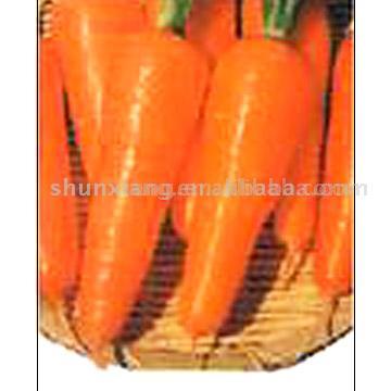  Top and General Selected Carrot (Верхний и Генеральный Выбранный Морковь)