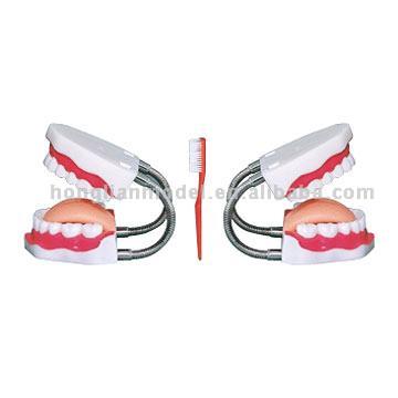  Dental Care Model (Dental Care модели)