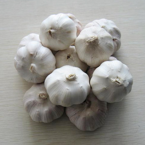  Garlic (Чеснок)