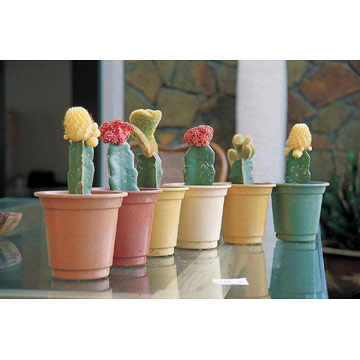  Biodegradable Flower Pots