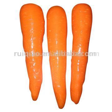  Fresh Carrot