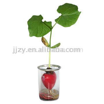  Magic Heart in Transparent Plastic Can (Magic Heart in transparent en plastique peuvent)