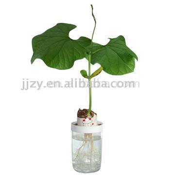  Flower On Line of Magic Egg ( Flower On Line of Magic Egg)