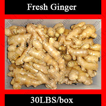  Fresh Ginger (Gingembre frais)