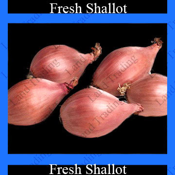  Fresh Shallot (Fresh Schalotte)