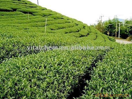  Tea Polyphenols