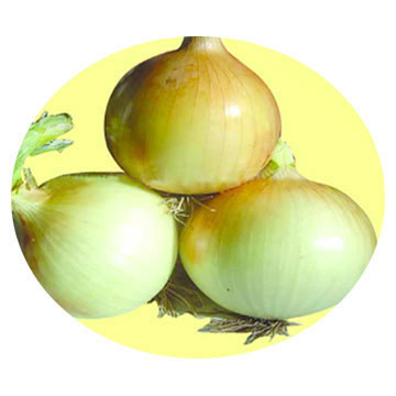  Yellow Onion (Желтый лук)