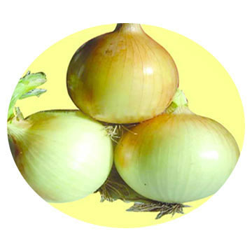  Fresh Onion (L`oignon frais)