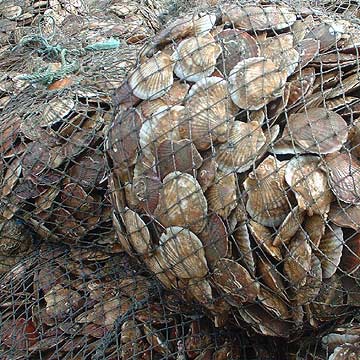  Materials Of Scallops (Matériaux de pétoncles)