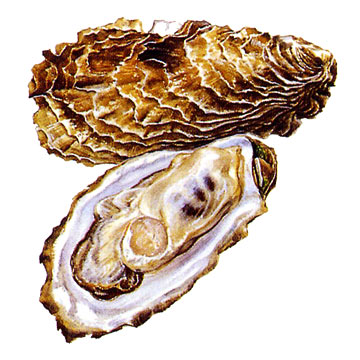  Frozen Half Shell Oysters (Frozen Half Shell Austern)