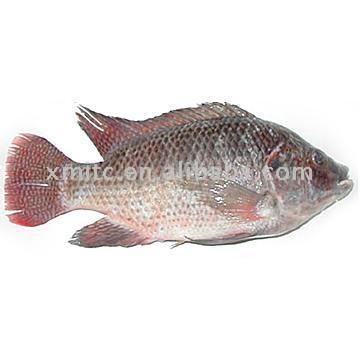  Frozen Tilapia, De-scaled, De-gutted(EU Approved) ( Frozen Tilapia, De-scaled, De-gutted(EU Approved))