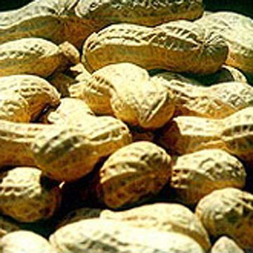  Peanuts in Shells (Arachides dans les réservoirs)
